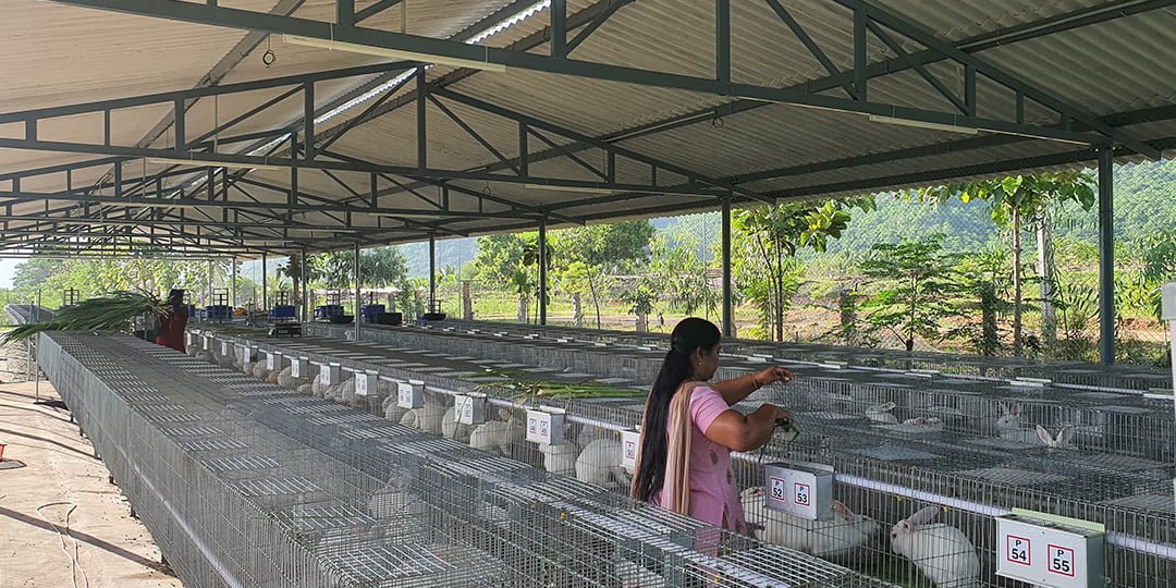 Rabbit Farming Coimbatore