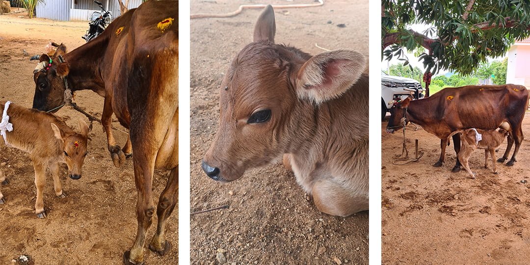 Fresh, Nutritious Milk: Your Source of Healthy Goodness