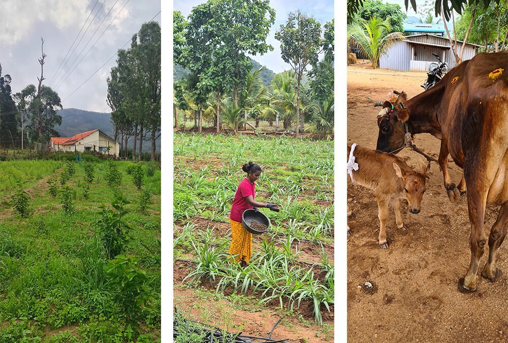 A Day in the Life at Thenkaraisaaral Farms