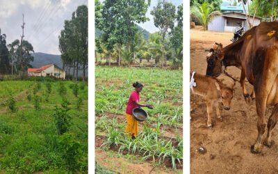 A Day in the Life at Thenkaraisaaral Farms