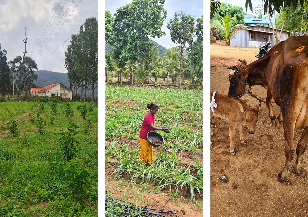 Thenkaraisaaral Farms Coimbatore