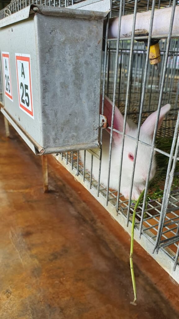 Top Rabbit Meat wholesale in Coimbatore
Thenkaraisaaral Farms Fresh Rabbit Meat